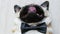 Close-up portrait of elegant funny pug dog, tongue sticking out and lying on the back dressed in a bow tie