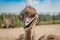 Close-up portrait of an Emu Dromaius novaehollandiae