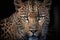 This close up portrait of an endangered amur leopard, animals, wildlife