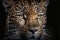 This close up portrait of an endangered amur leopard, animals, wildlife