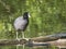 Close up portrait of Eurasian coot Fulica atra, also known as the common coot standing on tree log in water of green