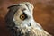 Close up portrait of Eurasian European Eagle-Owl, Bubo bubo Great Horned Owl Virginianus, on blured brown background