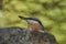 Close-up portrait of an Eurasian nuthatch. Sitta europaea