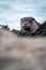 Close up portrait of  European Otter Lutra lutra  peering through a cleft in rock