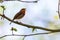 A close up portrait of a European robin or red breast passerine bird sitting on a branch of a tree in a forest chirping and