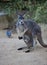 Close up portrait famale Kangaroo with cute joey hiding inside the pouch. Australia.