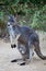 Close up portrait famale Kangaroo with cute joey hiding inside the pouch. Australia.