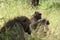 Close-up portrait of a family of Chacma Baboons Papio ursinus grooming in Victoria Falls Zambia