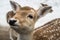 Close up portrait of a fawn white tailed deer in tall grasses