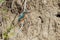 Close-up portrait of female of kingfisher waiting on a twig near the nest to her husband.