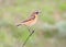 Close up portrait of female whinchat Saxicola rubetra in breeding plumage