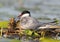 Close up portrait of female of whiskered tern with a chicks