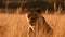 Close up portrait ferocious carnivore female lion, stare or looking at the camera at the savannah desert background