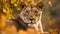 Close up portrait ferocious carnivore female lion, stare or looking at the camera at the savannah desert background