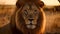 Close up portrait ferocious carnivore male lion stare or looking straight at the camera at the savannah desert background