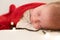 Close Up Portrait First Days Of Life Newborn Cute Funny Sleeping Baby In Santa Hat Wrapped In Red Diaper At White