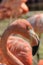 Close Up Portrait of Flamingo Head and Neck