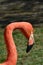 Close Up Portrait of Flamingo Head and Neck