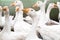 Close up portrait of flocks of geese on green grass