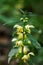 Close-up portrait of a flowering dead nettle