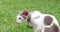 Close-up portrait of a fluffy adorable lovely spotted white Oriental short hair cat with a collar, sitting on the green
