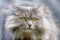 Close-up portrait of a fluffy long-haired, smoky-grey cat with yellow eyes