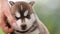 Close Up Portrait Four-week-old Husky Puppy Of White-brown Color Standing On Wooden Ground 4K