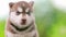 Close Up Portrait Four-week-old Husky Puppy Of White-brown Color Standing On Wooden Ground 4K