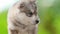 Close Up Portrait Four-week-old Husky Puppy Of White-gray-black Color Walking On Wooden Ground. 4K. Multiple Shot