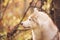 Close-up Portrait of free and prideful Beige Siberian Husky on a forest background in golden autumn season
