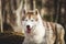 Close-up Portrait of free and prideful Siberian Husky dog with tonque hanging out lying in the forest in late autumn