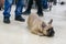 Close-up portrait of a French bulldog on a leash at an exhibition of dogs, lies on the floor