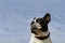 Close up portrait of a French Bulldog looking at light cloudy blue sky with copy space