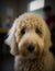 close up portrait of a Frightened goldendoodle in the veterinarian office. Waiting for vaccination. AI generative