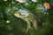 Close-up portrait of a frog and insects in bog