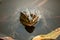 Close-up portrait of a frog and insects in bog