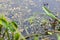 Close-up portrait frog and insects in a swamp