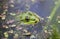 Close-up portrait frog and insects in a swamp