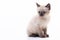 Close up portrait of funny curious Siamese cat looking away attentive isolated on a white background with copy space