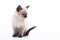 Close up portrait of funny curious Siamese cat looking back attentive isolated on a white background with copy space.