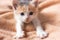 Close-up portrait of funny, cute, beautiful tree-colored ginger kitten.Adorable little pet lies on sofa and stretches.