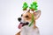 Close up portrait of funny cute red and white corgi wearing funny Christmas rim on the head, with green new year trees