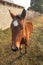 Close-up portrait of funny foal in rural. Wide-angle view