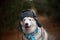 Close-up Portrait of Funny husky dog is in the blue scarf and warm cap with ear flaps in russian style