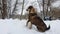 Close up portrait funny and playful  mixed race stray dog  sitting outside in the snow