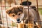 Close-up Portrait of funny red shiba inu puppy trying to escape from the aviary