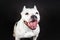 Close up portrait of funny smiling face of young female american bully dog black and white