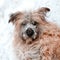 Close up portrait of a furry briard beige shepherd dog with snout covered with wet snow