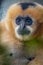 close-up portrait of a furry female gibbon monkey