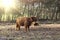 Close up portrait of furry Scottish Highland Cattle calf in cold weather - winter time. Beautiful Highland Cattle standing on